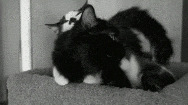 [Image: funny-gif-cat-hug-love-licking.gif]